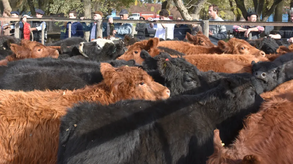 El Gobierno Nacional derogó un decreto que prohibía la exportación de ganado en pie